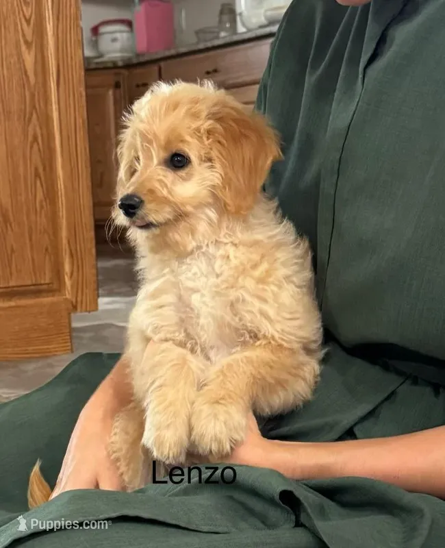 Lenzo, a male Miniature Goldendoodle for sale in Chatham, VA – Photo 1 of 3