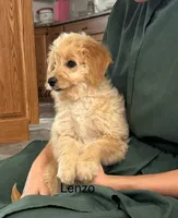 Lenzo, a male Miniature Goldendoodle for sale in Chatham, VA – Photo 1 of 3