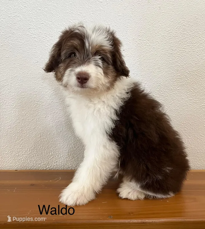 Waldo, a male Miniature Aussiedoodle for sale in Chatham, VA – Photo 1 of 2