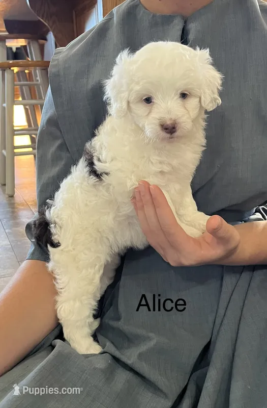 Alice – Poodle - Miniature , Miniature Aussiedoodle puppy for sale in Chatham, VA