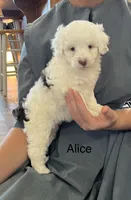 Alice, a female Poodle - Miniature  and Miniature Aussiedoodle for sale in Chatham, VA – 1 of 1