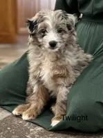 Twilight, a female Miniature Aussiedoodle for sale in Chatham, VA – Photo 1 of 2