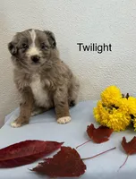 Twilight, a female Miniature Aussiedoodle for sale in Chatham, VA – Photo 2 of 2