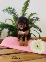 Stacy, a female Aussiedoodle and Poodle - Miniature  for sale in Chatham, VA – Photo 2 of 2