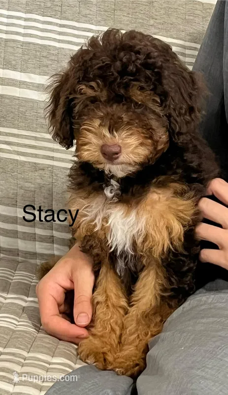Stacy, a female Aussiedoodle and Poodle - Miniature  for sale in Chatham, VA – Photo 1 of 2