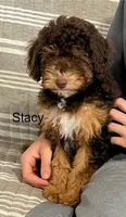 Stacy, a female Aussiedoodle and Poodle - Miniature  for sale in Chatham, VA – Photo 1 of 2