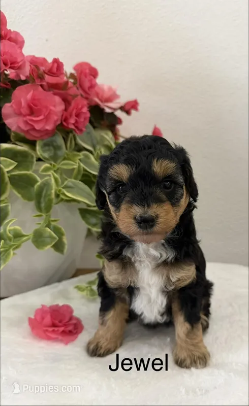 Jewel – Miniature Aussiedoodle puppy for sale in Chatham, VA