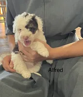 Alfred, a male Poodle - Miniature  and Miniature Aussiedoodle for sale in Chatham, VA – 1 of 1