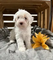 Elsa, a female Cockapoo and Poodle - Miniature  for sale in Chatham, VA – Photo 3 of 5