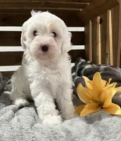 Elsa, a female Cockapoo and Poodle - Miniature  for sale in Chatham, VA – Photo 2 of 5