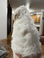 Elsa, a female Cockapoo and Poodle - Miniature  for sale in Chatham, VA – Photo 4 of 5