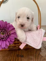 Elsa, a female Cockapoo and Poodle - Miniature  for sale in Chatham, VA – Photo 5 of 5