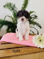 Sprite, a female Aussiedoodle and Poodle - Miniature  for sale in Chatham, VA – Photo 2 of 2