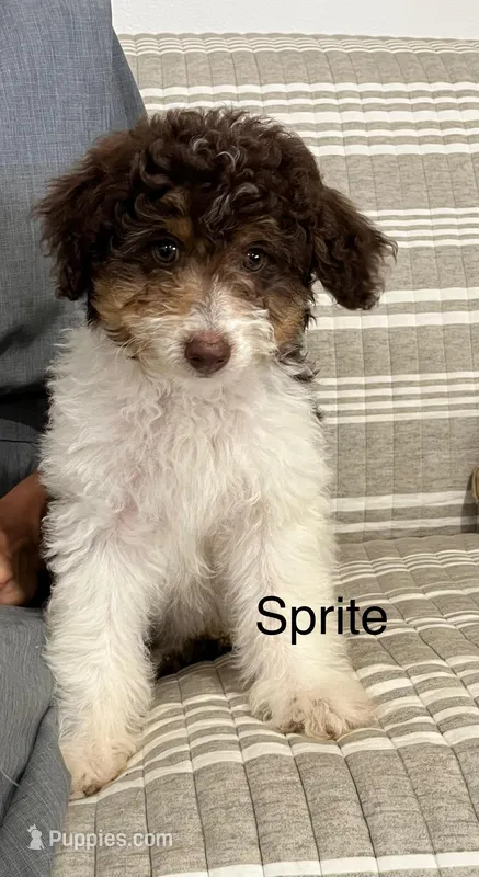Sprite
