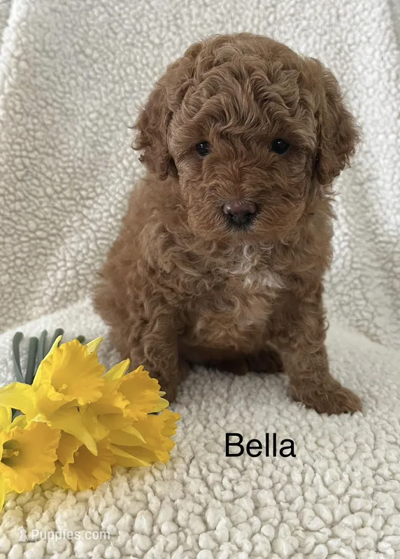 Bella – Poodle - Miniature  puppy for sale in Chatham, VA