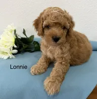 Lonnie, a male Cockapoo and Poodle - Miniature  for sale in Chatham, VA – 1 of 1