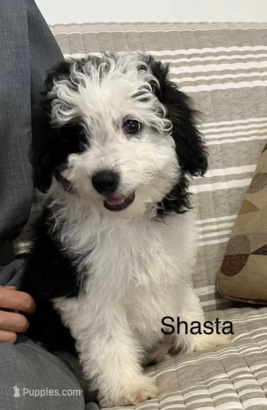 Shasta, a female Aussiedoodle and Poodle - Miniature  for sale in Chatham, VA – Photo 1 of 2