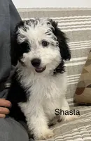 Shasta, a female Aussiedoodle and Poodle - Miniature  for sale in Chatham, VA – Photo 1 of 2
