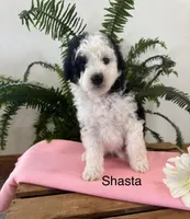 Shasta, a female Aussiedoodle and Poodle - Miniature  for sale in Chatham, VA – Photo 2 of 2