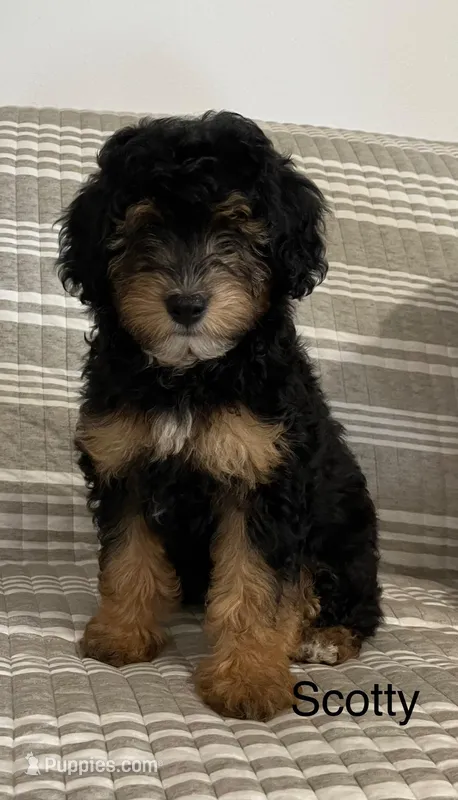 Scotty, a male Aussiedoodle and Poodle - Miniature  for sale in Chatham, VA – Photo 1 of 2