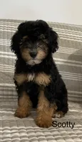Scotty, a male Aussiedoodle and Poodle - Miniature  for sale in Chatham, VA – Photo 1 of 2