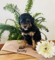 Scotty, a male Aussiedoodle and Poodle - Miniature  for sale in Chatham, VA – Photo 2 of 2