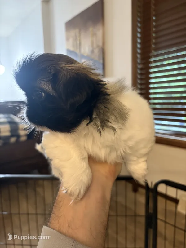 Charlie  – Pekingese puppy for sale in Saint Cloud, MN