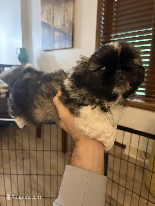 Artemis  – Pekingese puppy for sale in Saint Cloud, MN