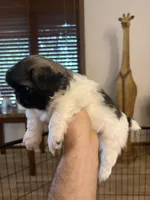 Otho , a male Pekingese for sale in Saint Cloud, MN – 1 of 8