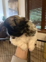 Chucky, a male Pekingese for sale in Saint Cloud, MN – 4 of 10