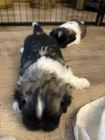 Charles , a male Pekingese for sale in Saint Cloud, MN – 2 of 9