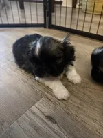 Charles , a male Pekingese for sale in Saint Cloud, MN – 3 of 9
