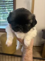 Otho , a male Pekingese for sale in Saint Cloud, MN – 4 of 8