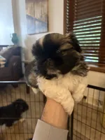 Chucky, a male Pekingese for sale in Saint Cloud, MN – 3 of 10
