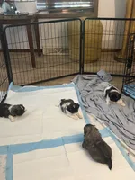 Otho , a male Pekingese for sale in Saint Cloud, MN – 5 of 8