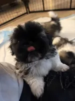 Chucky, a male Pekingese for sale in Saint Cloud, MN – 5 of 10