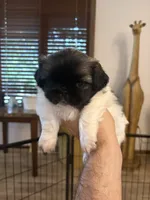 Otho , a male Pekingese for sale in Saint Cloud, MN – 7 of 8