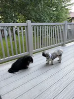 Chunk, a male Pekingese for sale in Saint Cloud, MN – 9 of 10