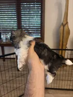 Charles , a male Pekingese for sale in Saint Cloud, MN – 4 of 9