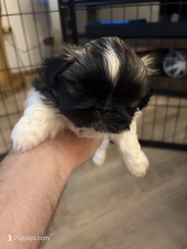 Artemis  – Pekingese puppy for sale in Saint Cloud, MN