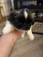 Charles , a male Pekingese for sale in Saint Cloud, MN – 6 of 9