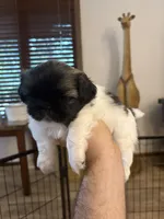 Otho , a male Pekingese for sale in Saint Cloud, MN – 3 of 8