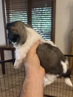 Artemis , a male Pekingese for sale in Saint Cloud, MN – 5 of 8