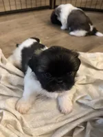 Artemis , a male Pekingese for sale in Saint Cloud, MN – 3 of 8