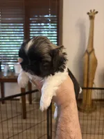 Charles , a male Pekingese for sale in Saint Cloud, MN – 7 of 9