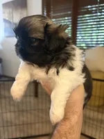 Charles , a male Pekingese for sale in Saint Cloud, MN – 5 of 9
