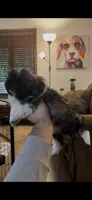 Chucky, a male Pekingese for sale in Saint Cloud, MN – 2 of 10