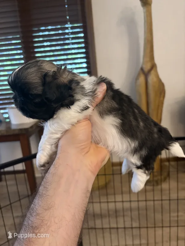 Charles  – Pekingese puppy for sale in Saint Cloud, MN
