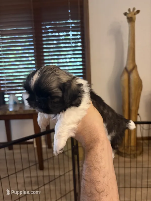 Artemis  – Pekingese puppy for sale in Saint Cloud, MN