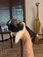 Chucky, a male Pekingese for sale in Saint Cloud, MN – 7 of 10